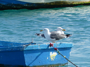 BUCHE MEER Fuerteventura Hafen Corralejo