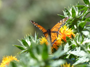 BUCHE MEER Madeira Botanischer Garten