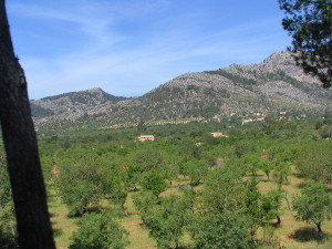 BUCHE MEER Mallorca Olivenhaine auf Fahrt